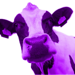 vaca 1