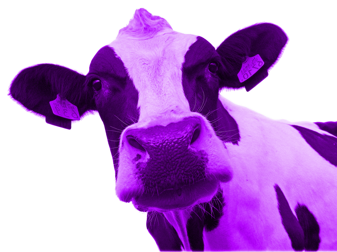 La Vaca Púrpura la nueva P del marketing. - Blog de Ventas y Digitalización  - Impulsa l